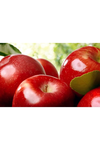 Malus domestica ‘Gala Galaxi’